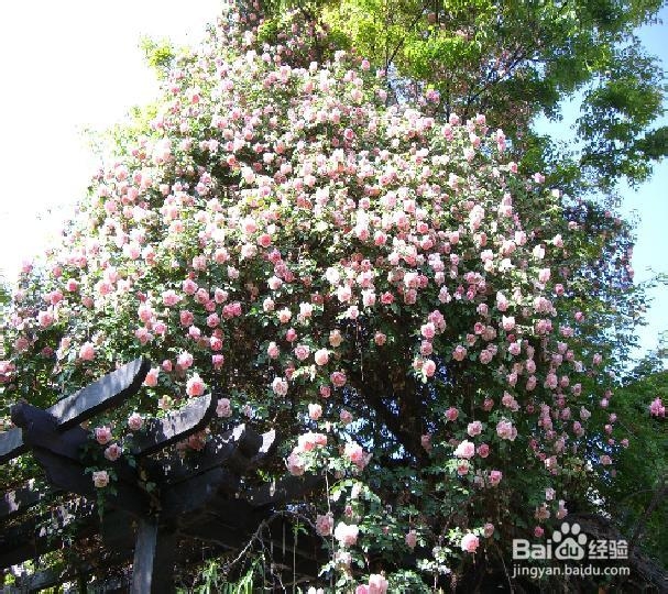4月丽江自助游攻略