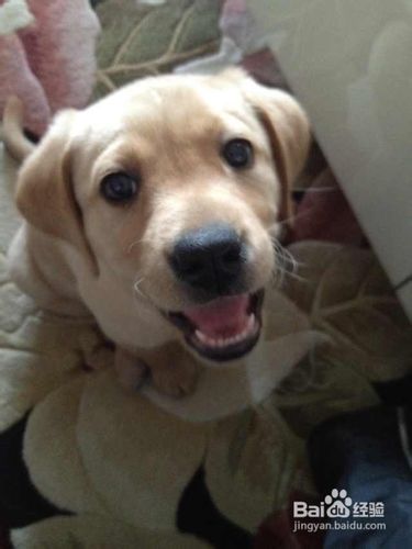 日常在训练拉布拉多狗狗接飞盘的五点注意是什么