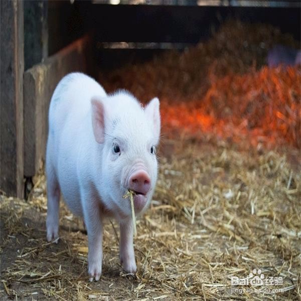 杀猪怎样才能让猪死得快？