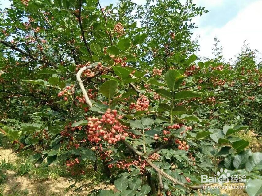 花椒烘干机的烘干效果