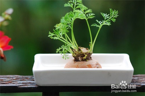 这7种菜放到水里就能长成盆栽，再也不用买花了