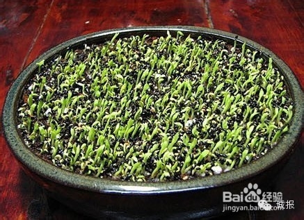 柚子、桂圆、火龙果，都可以变成有趣的盆栽