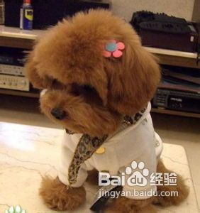 泰迪感冒症状与治疗