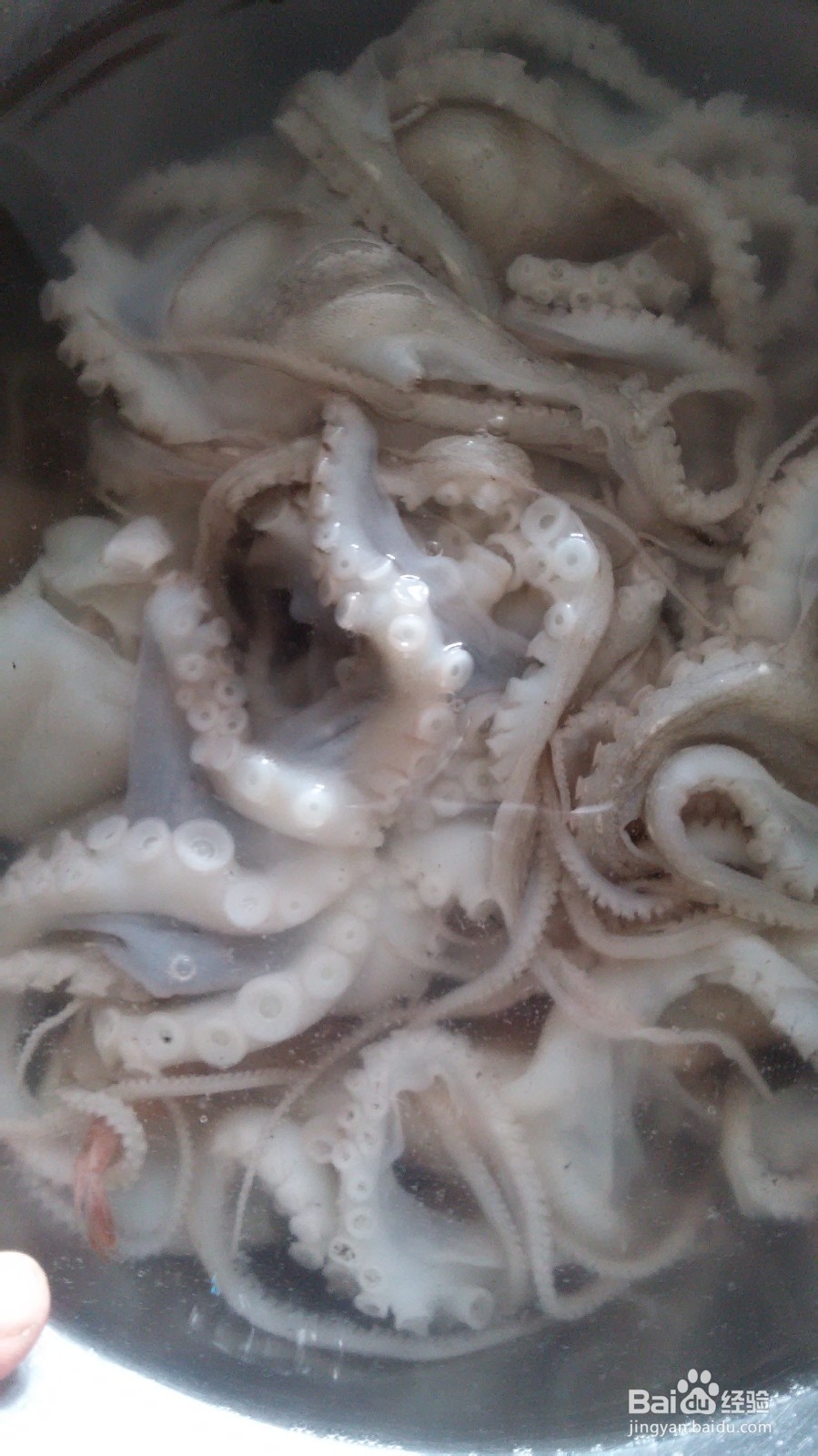 章鱼炖萝卜的做法