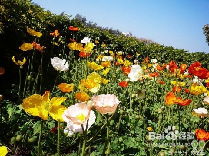 【春的迁徙】冬日，昆明观鸥攻略