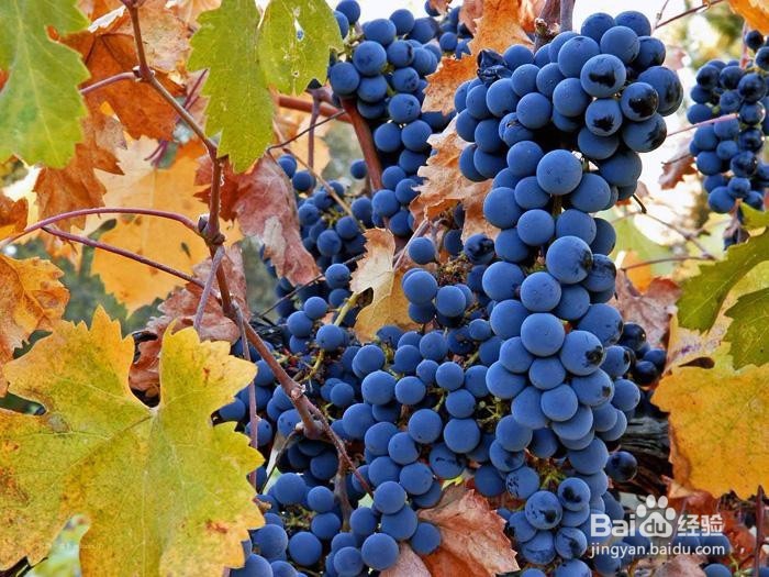 初学者应该了解的8个葡萄品种