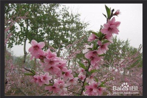 用光影魔术手如何将图片变淡