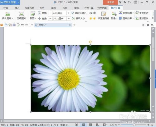怎样在wps文字中给图片添加上虚线边框?