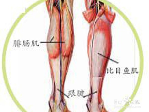 小腿偏胖怎么快速瘦身