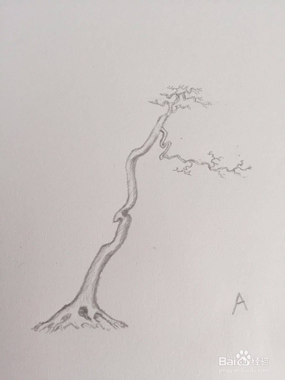 盆景设计构思——树势