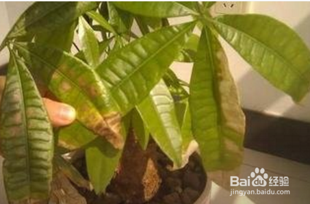 发财树枯萎了怎么救活