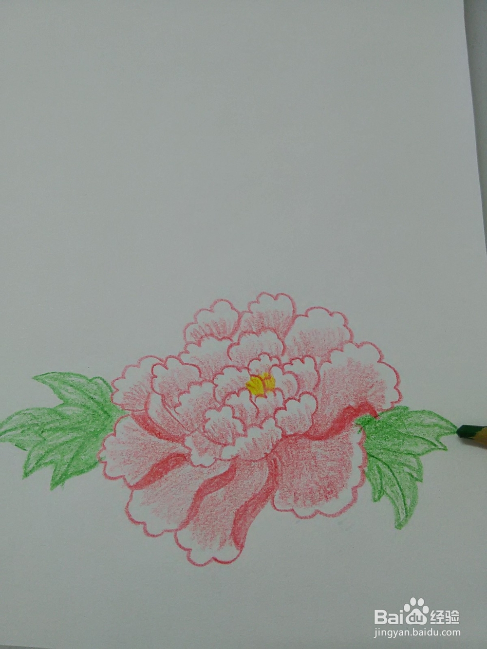 怎么能画好牡丹
