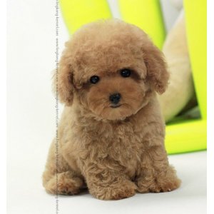 贵宾犬的种类价格