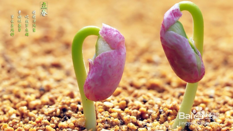 二十四节气之立春