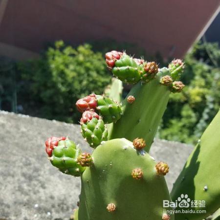 一片巴掌大的叶子，蹭蹭长成大树，这些花友有点强！