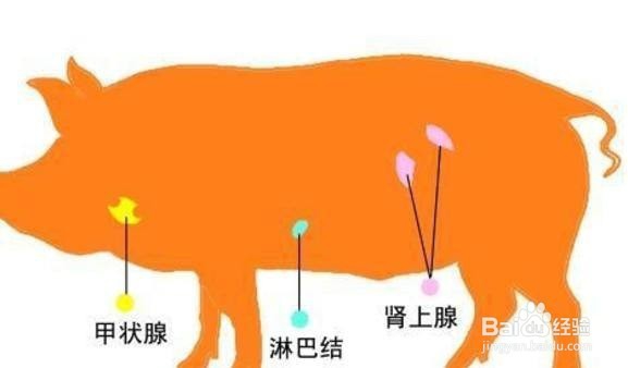 动物肉的哪些部位不能吃