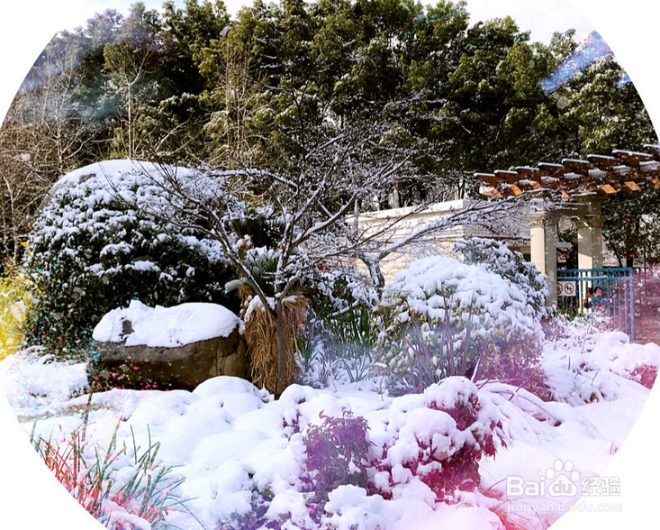 冬天来了出外旅游上海一走看初雪公园雪景真美