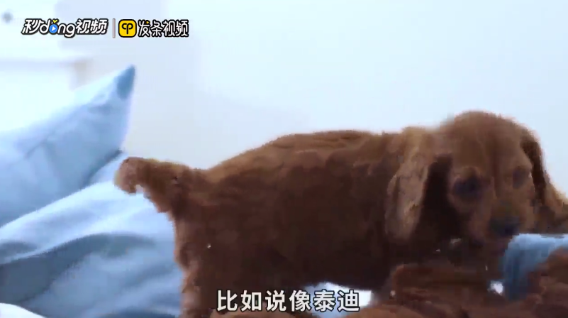 便宜的宠物狗有哪些