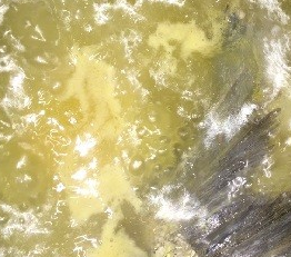 香辣椒麻清江鱼片