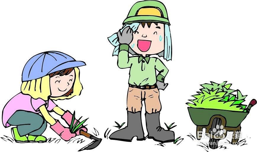 核桃种子育苗方法