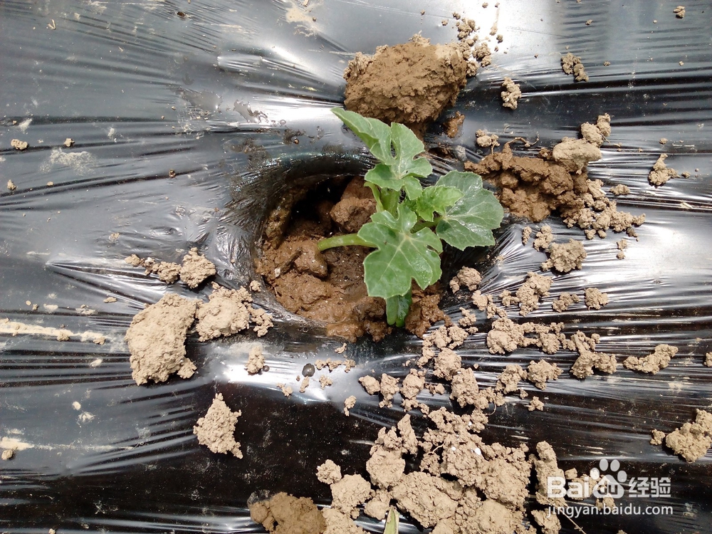 如何栽种西瓜苗