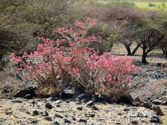 适合客厅养的3种花,30天不浇水反而爆盆!