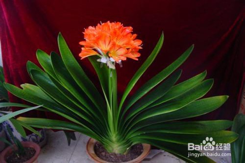 君子兰的养殖方法和注意事项