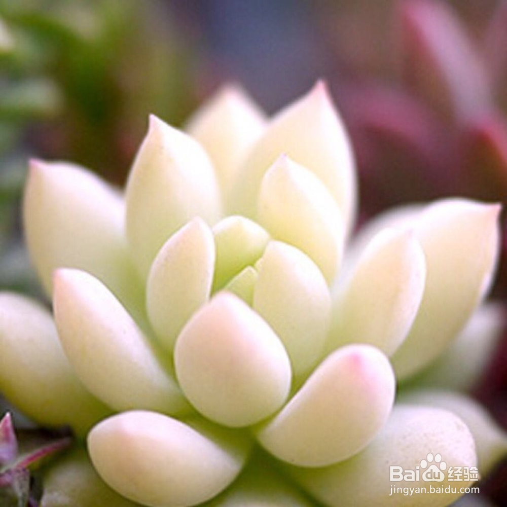 新手怎么养多肉植物？