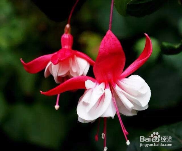 夏天哪些花不能多浇水:7种常见花介绍