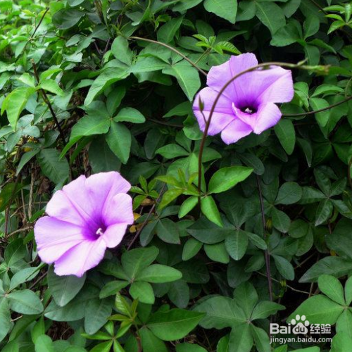 五爪金龙怎么养?