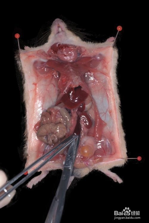 生物实验:分离小鼠脾脏淋巴细胞