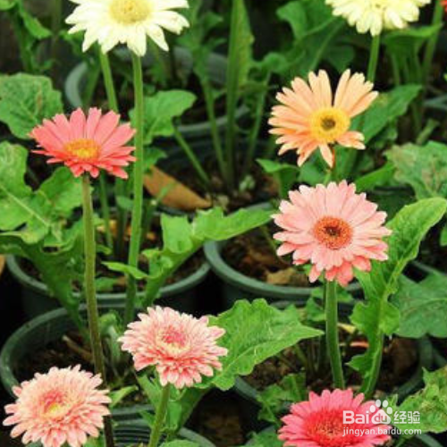 非洲菊烂根的解决方法