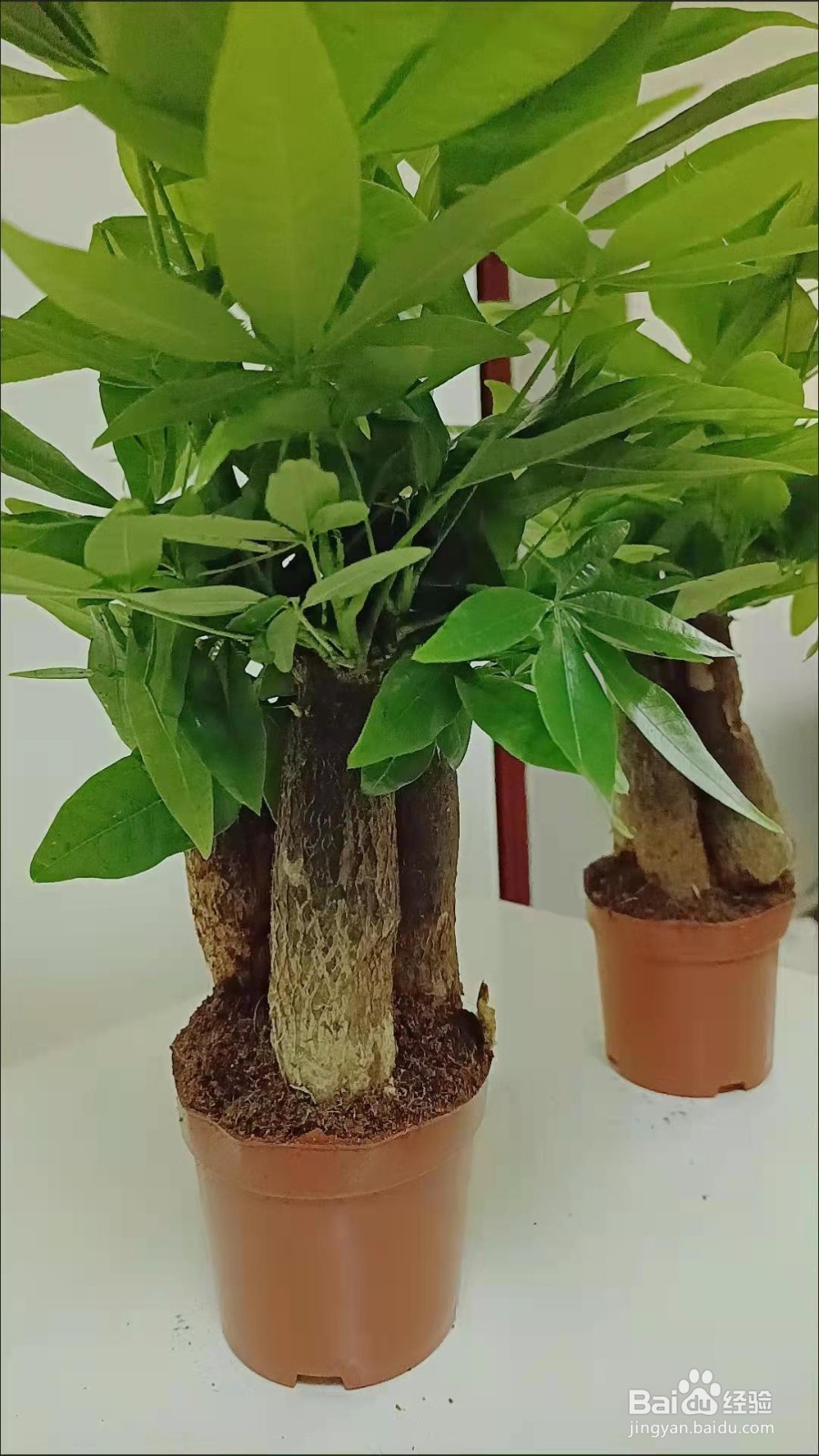 冬天发财树怎么养护与浇水