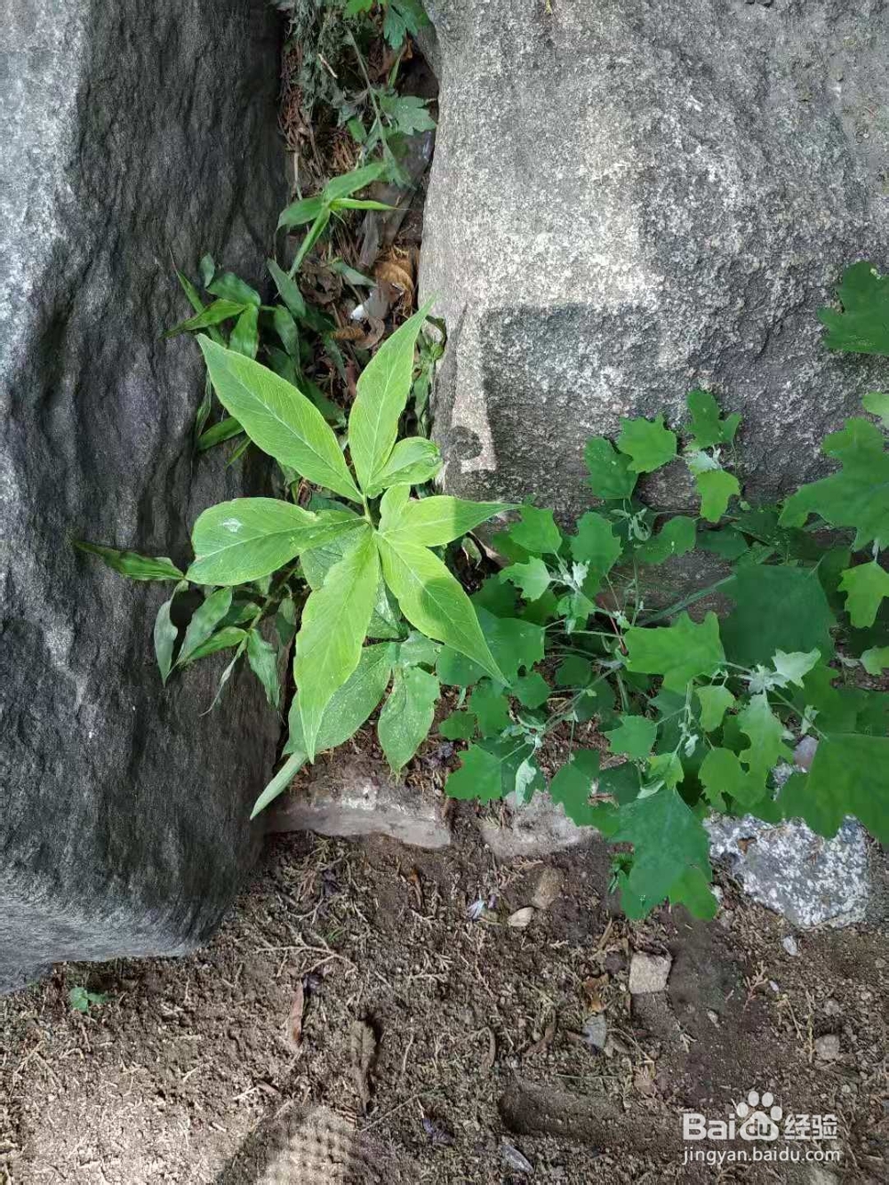 登泰山的一些经验