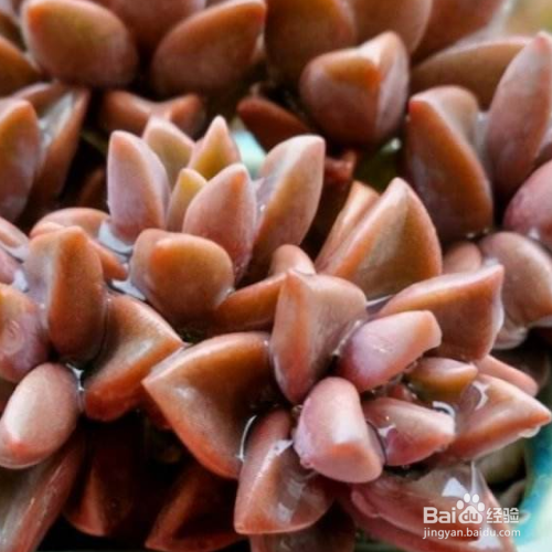 法师怎么养成多头老桩