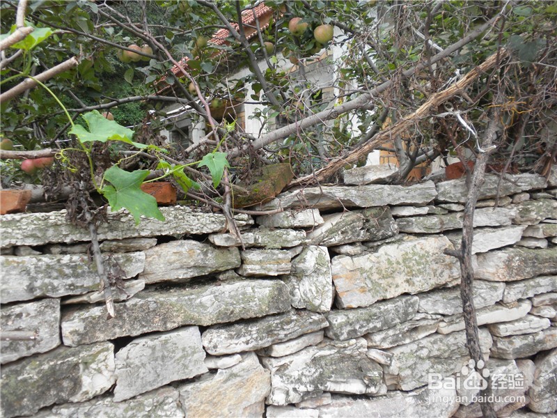 山东到哪儿去爬山？（一）