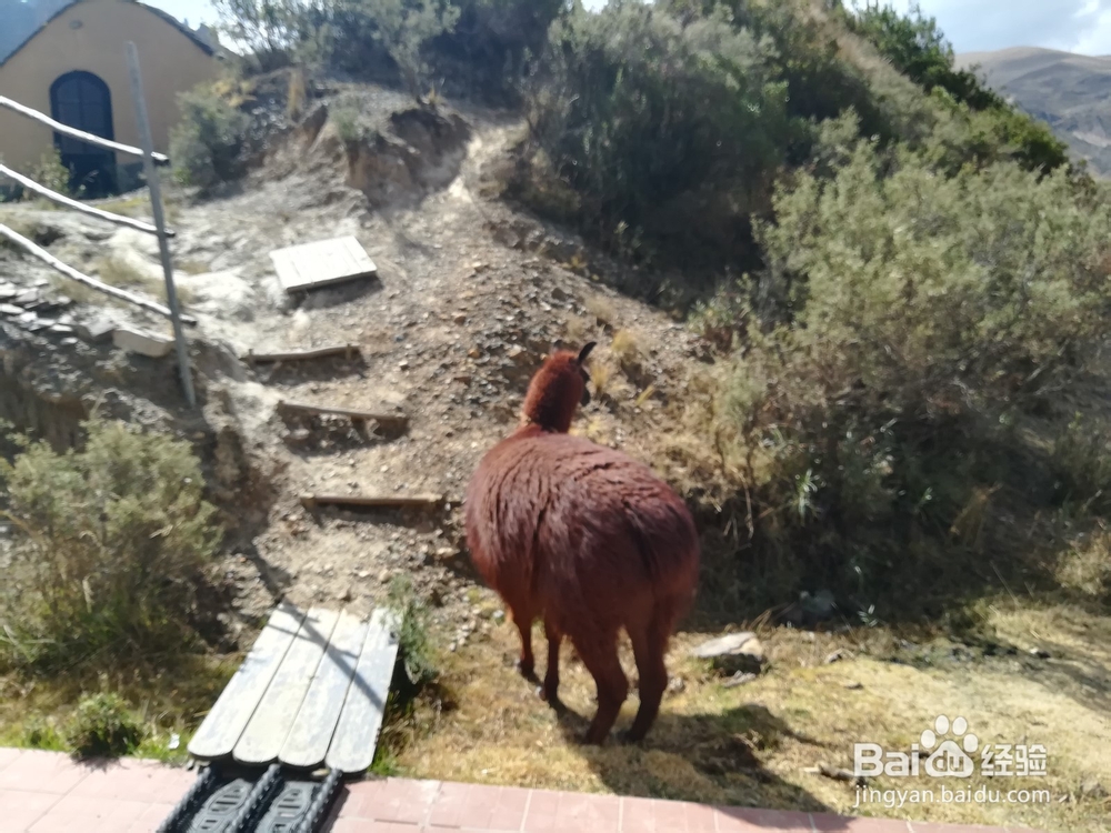 拉巴斯生活旅游攻略(十八)