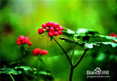 含有三七的药都有那些作用？