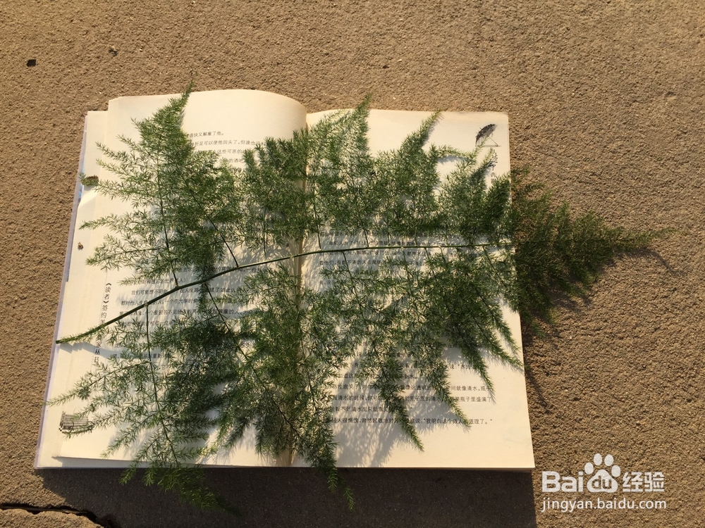 如何养好常见植物文竹