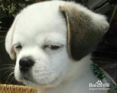 “单身狗”的日常生活是怎样的&单身有什么好处