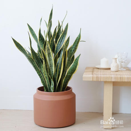 虎皮兰烂根的解决方法