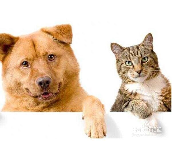 宠物坐飞机需要注意什么？