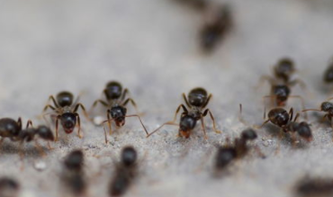 蚂蚁下雨天搬家的原因