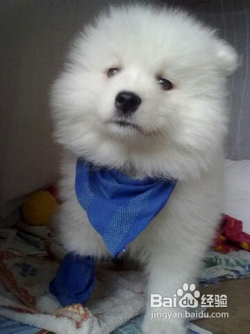 把萨摩耶到寄养中心的都有那些注意事项