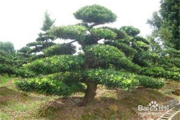 罗汉松的养殖方法和注意事项都有什么？