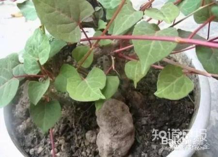 我们养的这些花农村到处都是