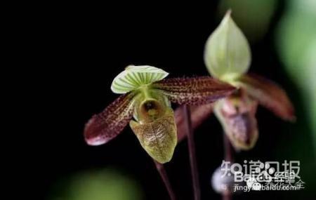 100种兰花品种图鉴，花开瞬间，艳冠群芳！