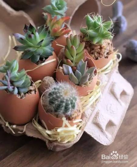 她把这个丢进花盆,植物不发黄不干枯多养好几年