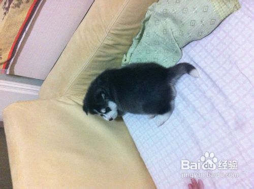 哈士奇日常锻炼的五个要点是什么