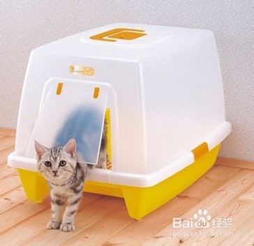 新手养猫必备知识